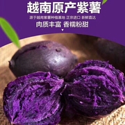 正宗越南小紫薯5斤新鲜紫心红薯粉糯香甜番薯地瓜小个圆珍珠紫薯