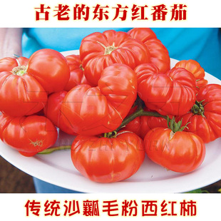 农家古老番茄种子东方红西红柿，种籽洋柿四季播春太空巨型蔬菜种孑