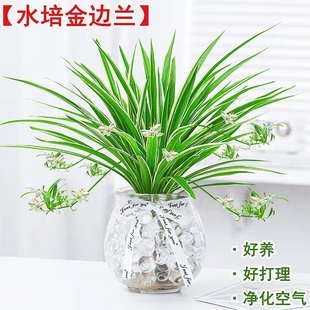 水培植物金边吊兰盆栽室内绿植花卉好养植物客厅，桌面净化空气花草