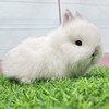侏儒兔子活物凤眼海棠小型茶杯兔迷你长不大宠物兔活幼垂耳兔活体