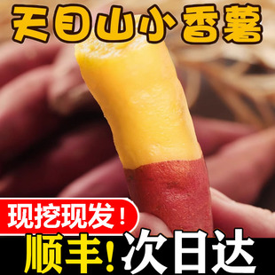 天目山小香薯5斤临安产地板栗小红薯新鲜食用地瓜手指番薯甜