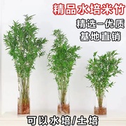 水培植物米竹室内盆栽富贵竹南天竹桌面绿植带根水生竹子花卉好养