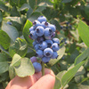 特大果蓝莓苗（兔眼）蓝莓树苗耐寒高产盆栽地栽果树苗当年结果