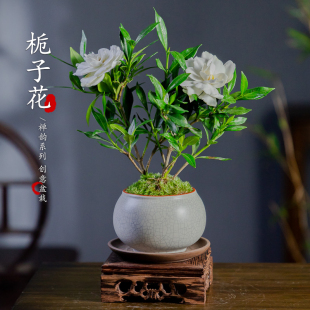 小叶栀子花四季盆栽植物室内好养办公室桌面带盆景花苞开花小绿植