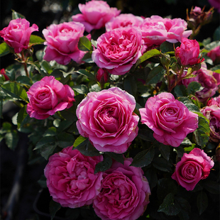 天狼月季茜桃凝粉自育月季玫瑰多季开花大花，耐热微型月季