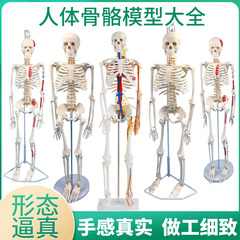 85cm180cm人体骨骼模型蓝蝶教学
