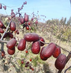 2023年和田新鲜大枣新疆和田原生态绿色农产品沙漠昆仑山特产红枣