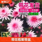 菊花盆栽带花苞花苗九月菊，千头菊四季开花球菊花卉植物大花客厅