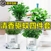 驱蚊植物水培薄荷叶竹柏迷迭香，九里香盆栽花卉室内绿植新鲜可食用