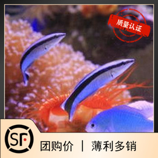 金飘飘 医生鱼医生虾 海水鱼观赏鱼小丑鱼活体珊瑚