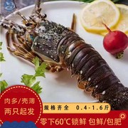 东山海鲜龙虾鲜活小青龙，水产大龙虾，海虾超大花龙虾0.3-1.5斤海捕