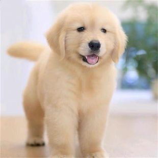 纯种金毛幼犬双血统黑色，拉布拉多幼崽真狗活物，中型犬导盲犬宠物狗