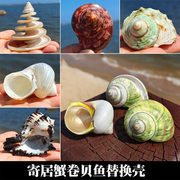 天然海螺贝壳寄居蟹卷贝鱼替换壳鱼缸装饰品水族箱造景装饰品摆件