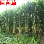 新型高产巨菌草种子多年生高产牧草，种子甜象草，皇竹草种节耐旱牧草