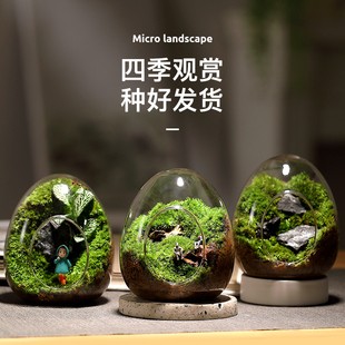 苔藓微景观生态瓶私人草坪桌面迷你盆栽办公室创意教师节礼物神奇