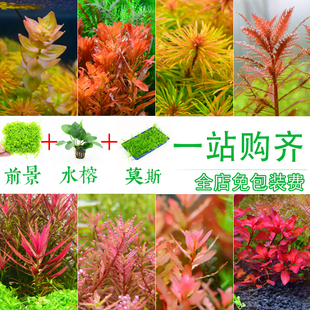 鱼缸水草造景套餐增氧植物，活体淡中后景，阴性绿菊蜈蚣宫廷紫红丁香
