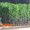 庭院绿化植物珊瑚苗法国冬青苗北海道四季常青围墙树苗篱笆苗常绿