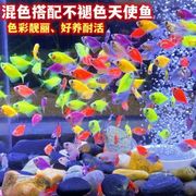 多彩天使热带淡水观赏鱼群游不褪色七彩神仙鱼斑马孔雀鱼可混养