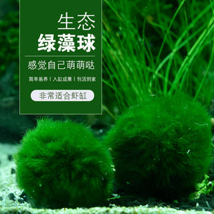 水族箱造景水草鱼缸绿藻，球虾缸水藻球虾绿毛球草缸水草，观赏球活体