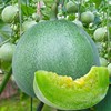 农点赞清香玉酥甜瓜种子早熟抗病薄皮绿宝石绿皮，香瓜四季高产种籽