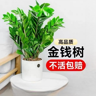 金钱树(金钱树)盆栽植物，室内花卉大型客厅，好养绿植大摇钱小发财树办公桌