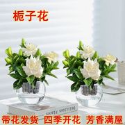 浓香型栀子花盆栽带花苞四季开花水培植物室内客厅花卉办公室绿植