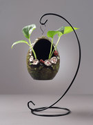 创意悬挂绿萝水培花瓶容器水养植物花盆鲜花插花陶瓷桌面装饰摆件