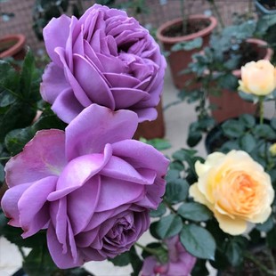 微蓝蓝紫色大花浓香月季，花苗四季开花卉植物花园玫瑰盆栽绿植