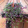 急速垂钓型植物 多肉紫玄月吊兰佛珠花卉盆栽办公室绿植好养