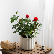 红玫瑰四季带花苞发室内阳台好养植物情人节生日鲜花绿植盆栽