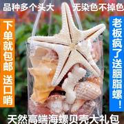 天然超大海螺贝壳套装海星标本鱼缸造景海螺贝壳收藏送学生礼物