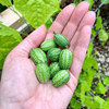 拇指西瓜种籽孑大全迷你小种子苗四季阳台盆栽南方水果春季蔬菜秧