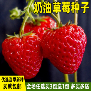 红草莓种子四季播种盆栽奶油白草莓种籽子阳台庭院蔬菜水果种子孑