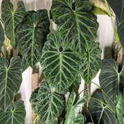 南美荧光蔓绿绒 天南星科热植室内I植物热带植物荧光蔓绿绒