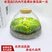 速发青苔苔藓植物景观闷养瓶微景观微观生态瓶微缩盆栽盆景造景成