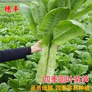 大圆叶莴笋香笋种子莴苣种籽圆叶耐寒菜种籽种四季季菜孑青笋菜籽