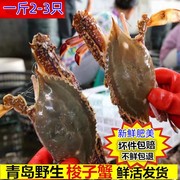海捕梭子蟹青岛海鲜水产鲜活大螃蟹海螃蟹商用宴会红膏蟹每份一斤