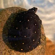 星点龟斑点水龟黄点乌龟活物河龟深水龟活体陆地名贵宠物龟