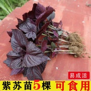可食用紫苏苗湖南老品种大叶紫苏全紫带土阳台，栽种去腥味紫苏叶苗