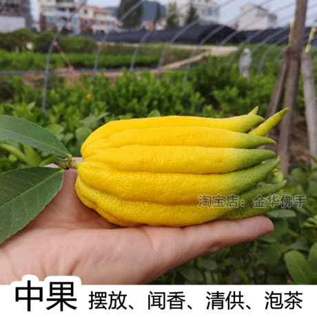 金佛手