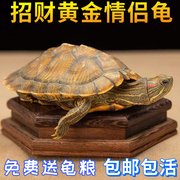 乌龟巴西龟小乌龟活物龟，龟苗宠物龟水龟，大乌龟小宠物好养学生