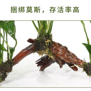 小水榕海草鱼缸里的真草鱼草缸沉木一体，植物懒人水草种孑鱼池养鱼
