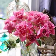 日本故事日本超大花玫瑰苗盆栽，切花月季