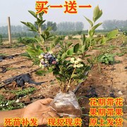 蓝莓树果苗盆栽地栽南北方阳台庭院四季种植当年结果特大蓝莓苗