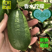 新鲜无籽海南香水柠檬中小果系列四川台湾水果黄绿现摘现发
