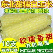 玉米新鲜糯玉米棒甜粘黏真空，包装袋即食东北早餐，黄苞米(黄苞米)