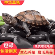 乌龟活物中华草龟小乌龟外塘长寿龟宠物水龟金线龟活物龟墨龟草龟