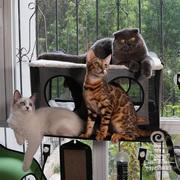 米欧宠物 KH KH吸盘双层猫窗台 空中双层观景台 猫床阁楼眺望台
