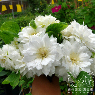 伟伟园艺重瓣铁线莲，爱丁堡公爵夫人白色大花盆栽，庭院阳台攀援
