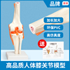 膝关节模型附韧带人体，骨骼教学练习医用功能展示肩颈脊椎骨架骨科